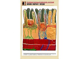 Рельефная таблица "Ворсинка кишечная с сосудом" (формат А1, матовое ламинирование) - fgospostavki.ru - Грозный