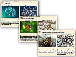 Комплект таблиц раздаточных "Ядовитые животные" - fgospostavki.ru - Грозный