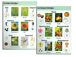 Коллекция "Семена и плоды" - fgospostavki.ru - Грозный