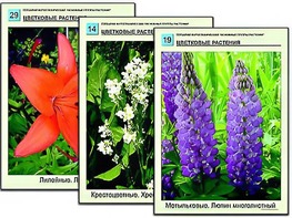 Гербарий фотографический "Основные группы растений" - fgospostavki.ru - Грозный