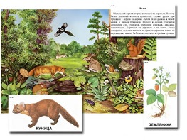 Магнитный плакат-аппликация "Лес: биоразнообразие и взаимосвязи в сообществе" - fgospostavki.ru - Грозный
