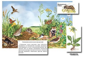 Магнитный плакат-аппликация "Луг: биоразнообразие и взаимосвязи в сообществе" - fgospostavki.ru - Грозный
