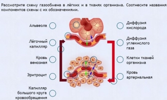 Интерактивные курсы. Биология 9 класс. Расширенный. - fgospostavki.ru - Грозный