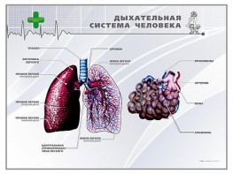Стенд "Дыхательная система человека" - fgospostavki.ru - Грозный