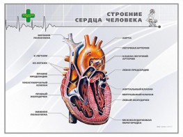 Стенд "Строение сердца человека" - fgospostavki.ru - Грозный