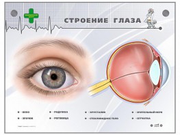 Интерактивный стенд "Строение глаза" - fgospostavki.ru - Грозный