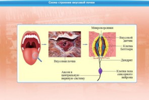 Интерактивные курсы. Биология 10 класс. Расширенный. - fgospostavki.ru - Грозный