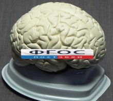 Модель "Мозг в разрезе" (белый) - fgospostavki.ru - Грозный
