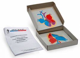 Модель-аппликация "Этапы эволюции сердца у позвоночных" (набор из 4 карт) - fgospostavki.ru - Грозный