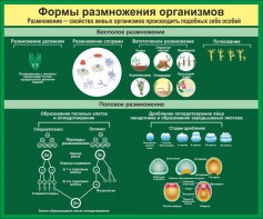 Стенд "Формы размножения организмов" - fgospostavki.ru - Грозный