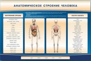 Электрифицированный стенд-тренажер c макетом скелета "Анатомическое строение человека" - fgospostavki.ru - Грозный