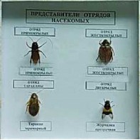 Коллекция энтомологическая "Представители отряда насекомых" - fgospostavki.ru - Грозный