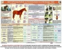 Комплект плакатов "Служебное коневодство" - fgospostavki.ru - Грозный