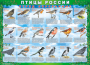 Комплект таблиц "Птицы России (4 листа)" (100х140 сантиметров, винил) - fgospostavki.ru - Грозный