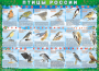 Комплект таблиц "Птицы России (4 листа)" (100х140 сантиметров, винил) - fgospostavki.ru - Грозный