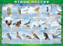 Комплект таблиц "Птицы России (4 листа)" (100х140 сантиметров, винил) - fgospostavki.ru - Грозный